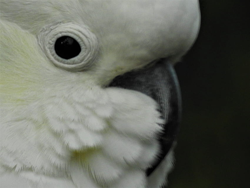 Kakadu-Selfie, Bir, Tierfreundlichkeit, weiß, Federn, Kakadu, australische Tierwelt, flauschig, Nahaufnahme, Liebe, wilder Vogel, Brisbane Australien, Gesicht, Natur HD-Hintergrundbild