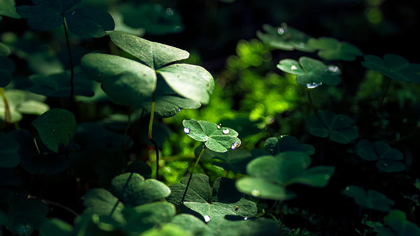 Green Leaf Macro Nature Grass Water Drop - iPhone Four Leaf Clover - , Macro HD wallpaper