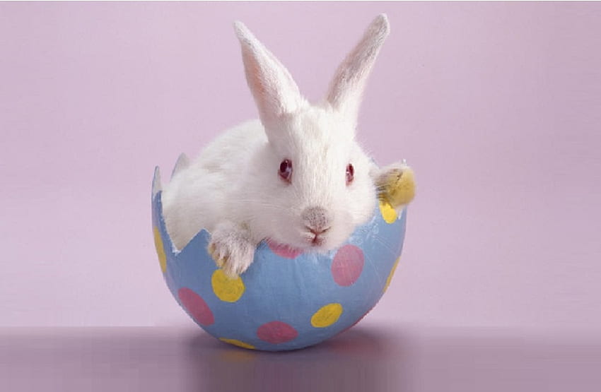 Easter Bunny, królik, jajko, Wielkanoc, królik Tapeta HD