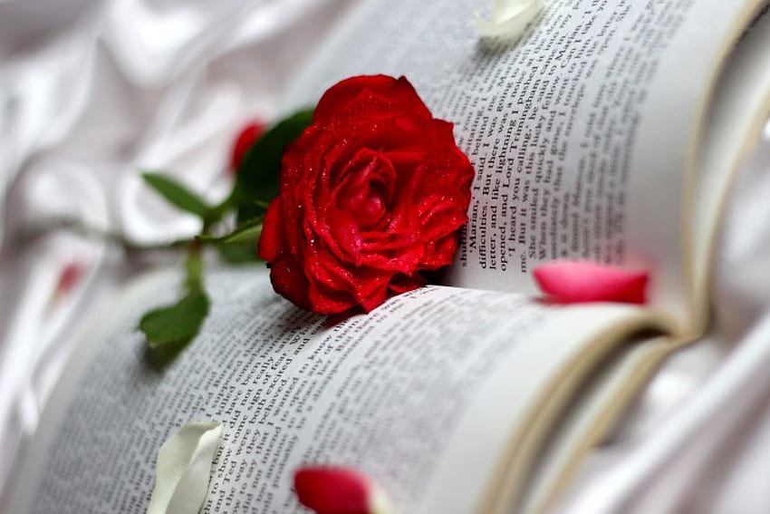 Jak otwarta księga, róża, liście, papier, kwiat Tapeta HD