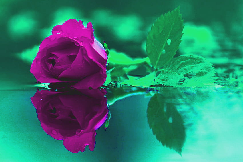 Purple Rose, purple, nature, roses, nice HD wallpaper