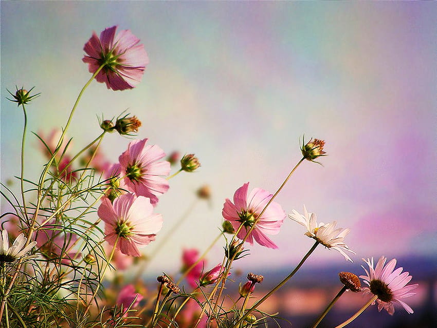 Blowing in the wind, wind, pink, delicate, blowing, flowers HD wallpaper