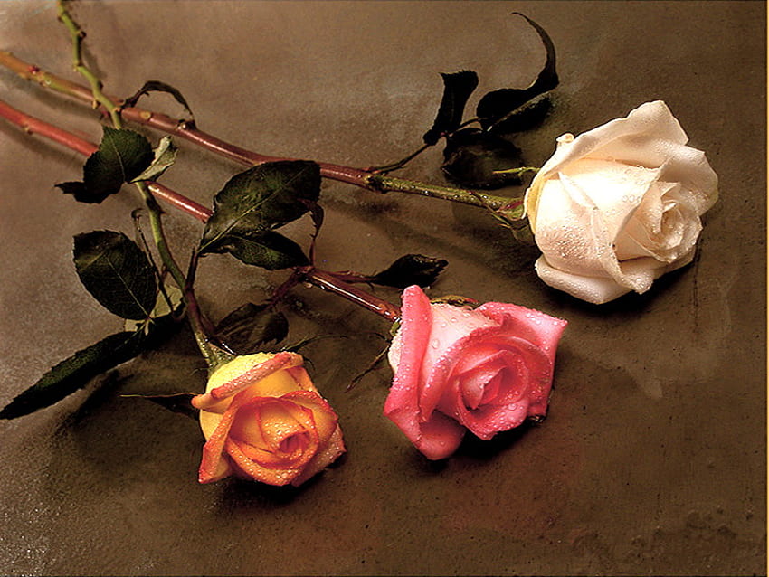 Three for Jasenka, pink, white, leaves, roses, yellow, three HD wallpaper