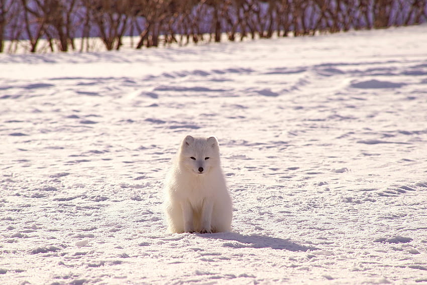 눈, 동물, 북극여우, 북극여우 HD 월페이퍼