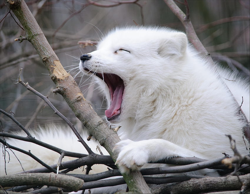 Datos animales del zorro ártico. Vulpes lagopus, lindo zorro de las nieves fondo de pantalla