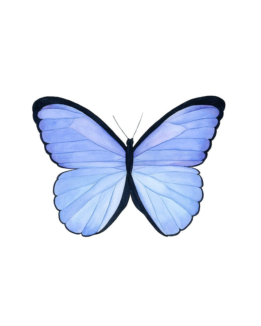 Butterfly III 水彩画 - アートプリント – A R T B Y E L L E A I C H E HD電話の壁紙