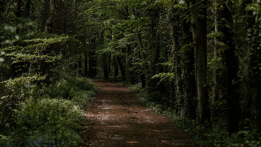 Yol Ormanı Ultra, Karanlık Orman HD duvar kağıdı