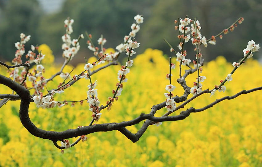 flowers, tree, bokeh, plum, field of gold, plum blossoms for , section природа HD wallpaper