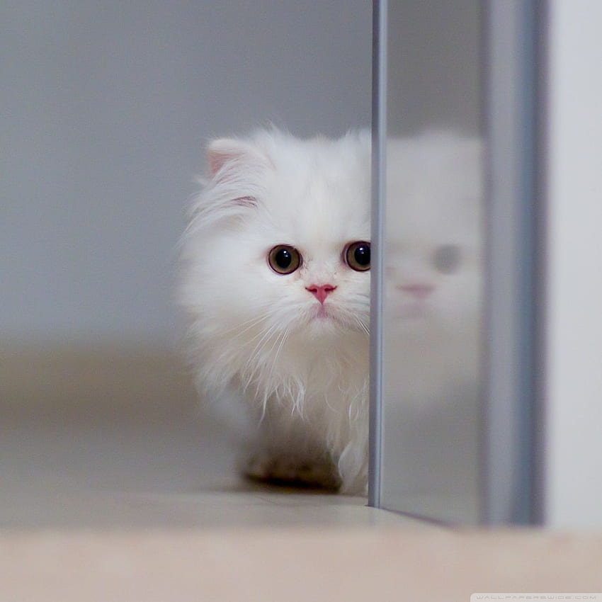 Sevimli Beyaz Kedi ❤ Ultra TV için • Geniş, Kindle Fire Cat HD telefon duvar kağıdı