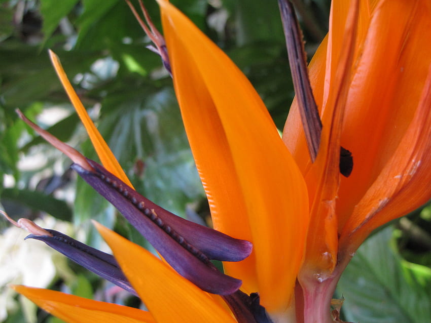 Райска птица, рай, портокал, тропически, цвете HD тапет