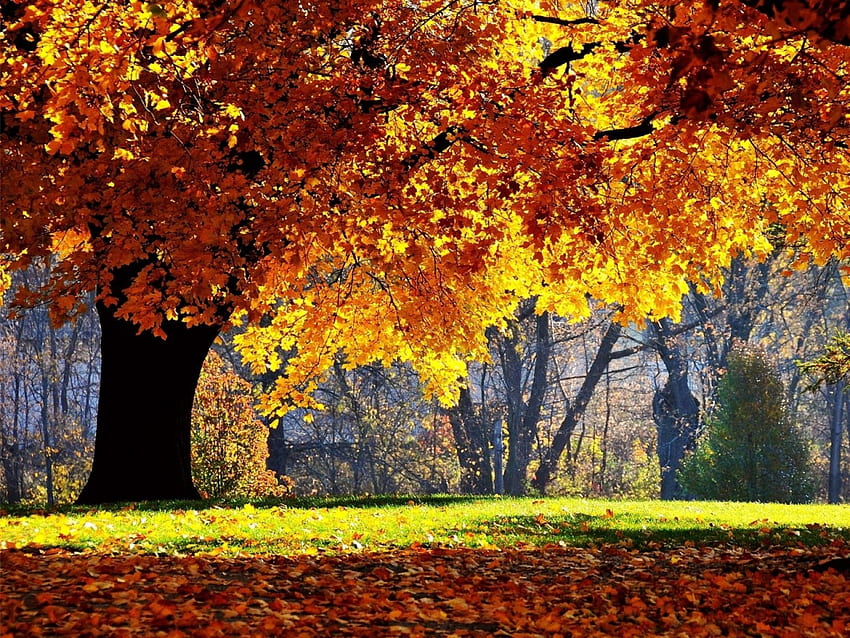 Jesień Las, drzewa, jesień, przyroda, las Tapeta HD