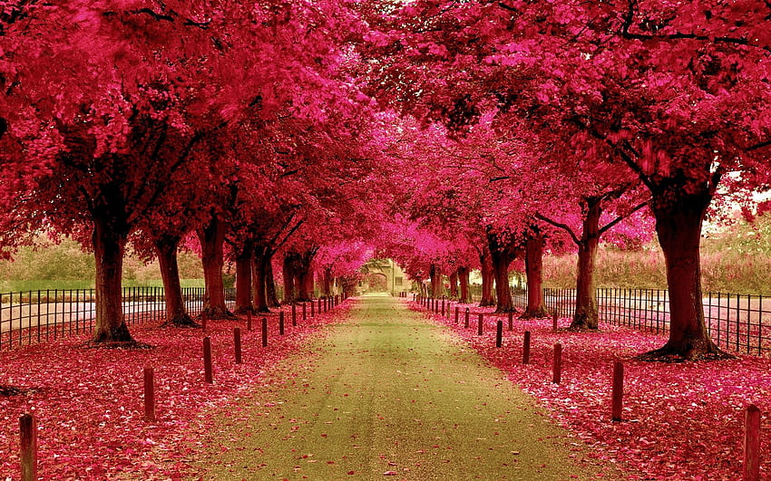 Różowy chodnik w parku jesiennych liści - rozdzielczość: Tapeta HD
