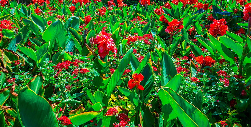 Blumenbeet, Blume, Blumen, Blumenstrauß, Farbe, Blumen, Florida, Florida Blumen, Farbe, hell, leuchtende Farben, grün, , rote, rote Farbe, rote Blumen, helle Frühlingsblumen, schöne Blumen HD-Hintergrundbild