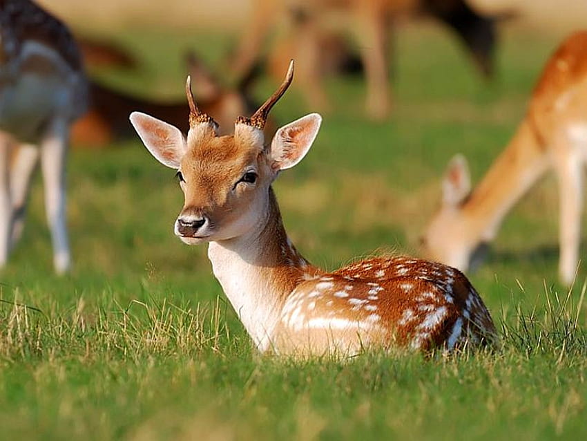 Baby Deer, baby, cool, , deer HD тапет