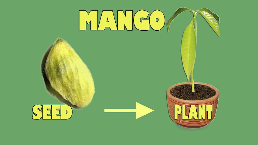kiełkowanie nasion mango – GKVKs – Porady ogrodnicze i sklep Tapeta HD