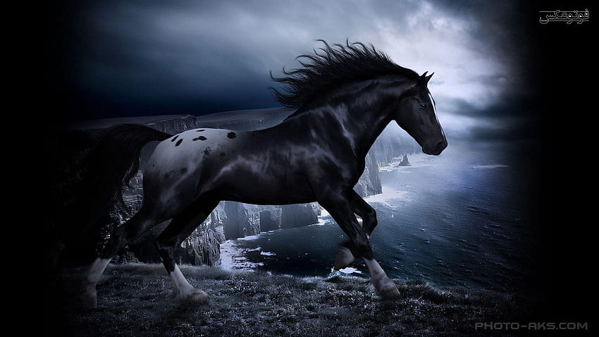 Black Horses, Friesian Horse HD wallpaper