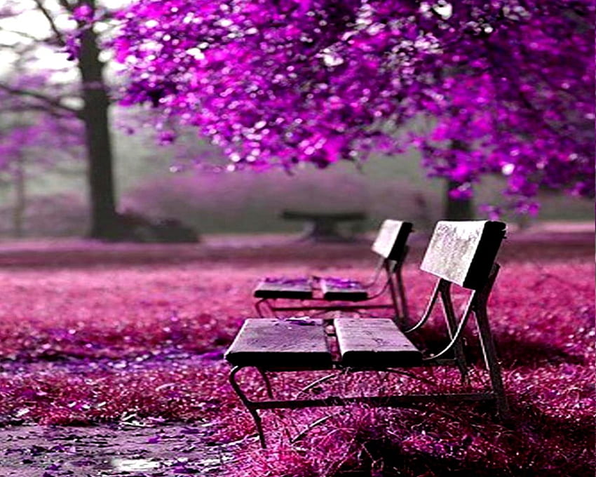 AUTUMN PARK ต้นไม้ ม้านั่ง สวยงาม สวนสาธารณะ วอลล์เปเปอร์ HD