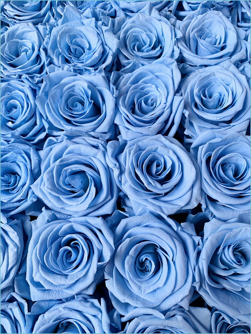 Baby Blue Roses Hintergrundbilder Blau, Rosenbilder, Blaue Tapete - Blue Roses Background, Light Blue Roses Tapeta na telefon HD