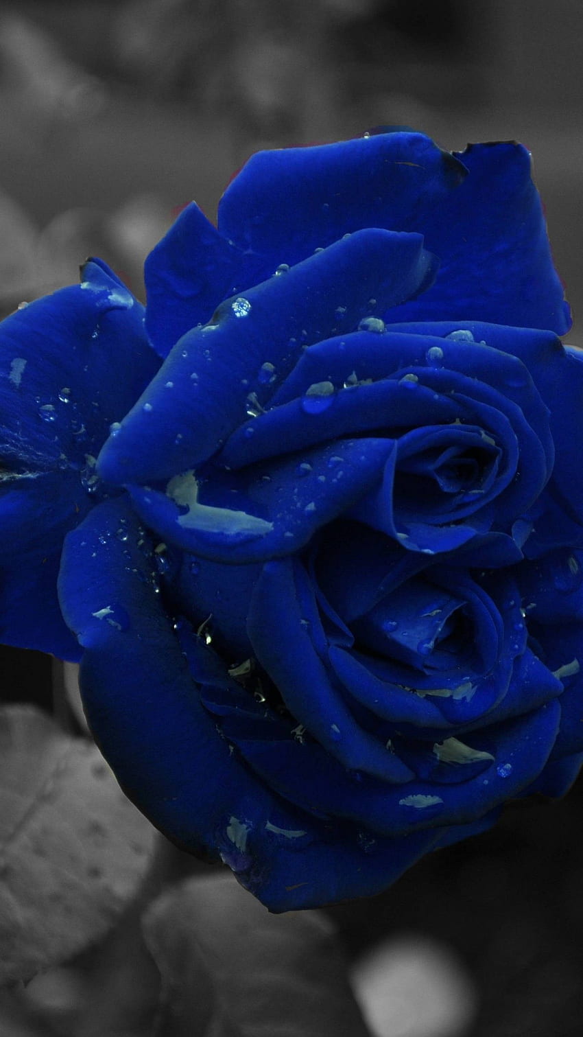Blue Roses, Beautiful Blue Flowers HD phone wallpaper | Pxfuel