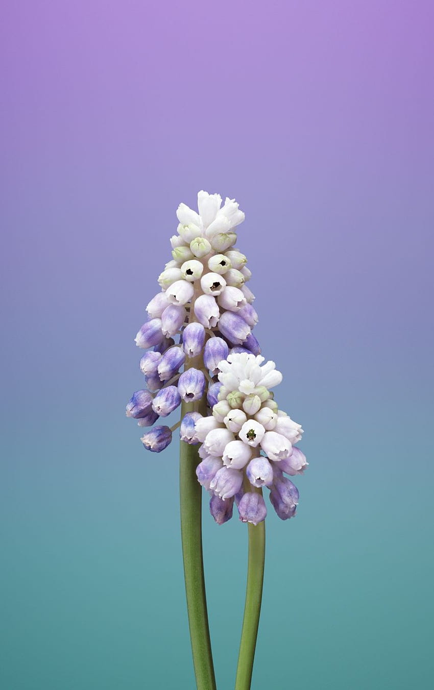 Ios 11, Stock, Flower, Muscari, Gradient, Minimal - Apple Flowers, Minimalist Lavender Flowers HD phone wallpaper