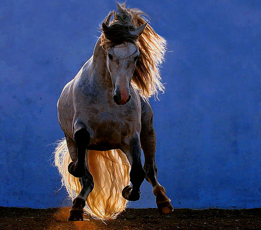Born to be wild, blue night, brown black and white, galloping, wild horse, , flowing mane and tail HD wallpaper