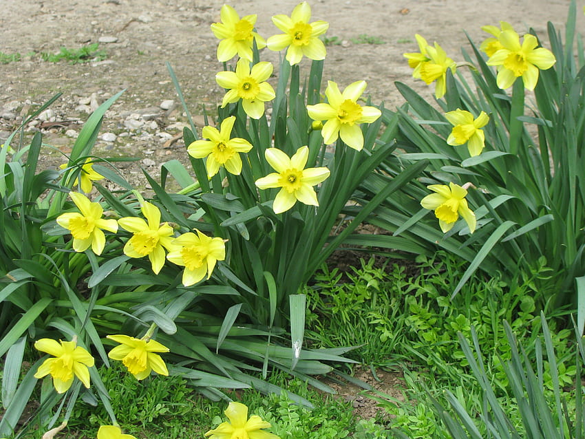 ดอกไม้: ดอกแดฟโฟดิลธรรมชาติสีเหลือง ดอกแดฟโฟดิลนาร์ซีส วอลล์เปเปอร์ HD