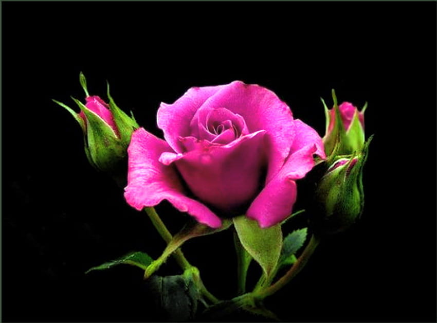 For Milly - Feel better soon, rose, pink, leaves, buds, black background, green HD wallpaper
