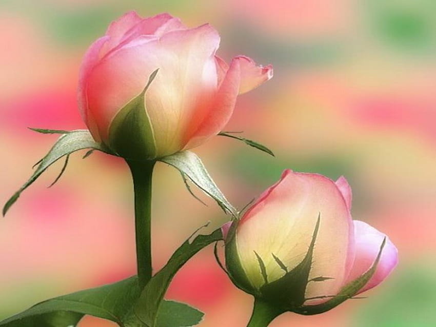 For friendship that spans the miles, two, roses, pink and white, pastel backgound, dedication, beauty HD wallpaper