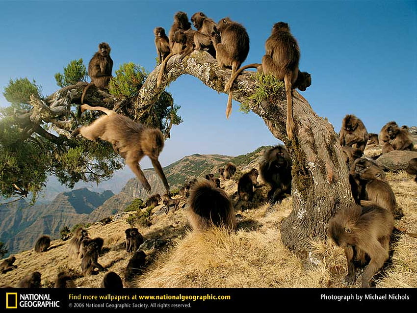 Gelada Małpy, naczelne, zwierzęta, małpy Tapeta HD