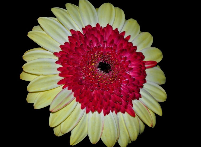 Gerbera, Nahaufnahme, Blütenblätter, Blume HD-Hintergrundbild