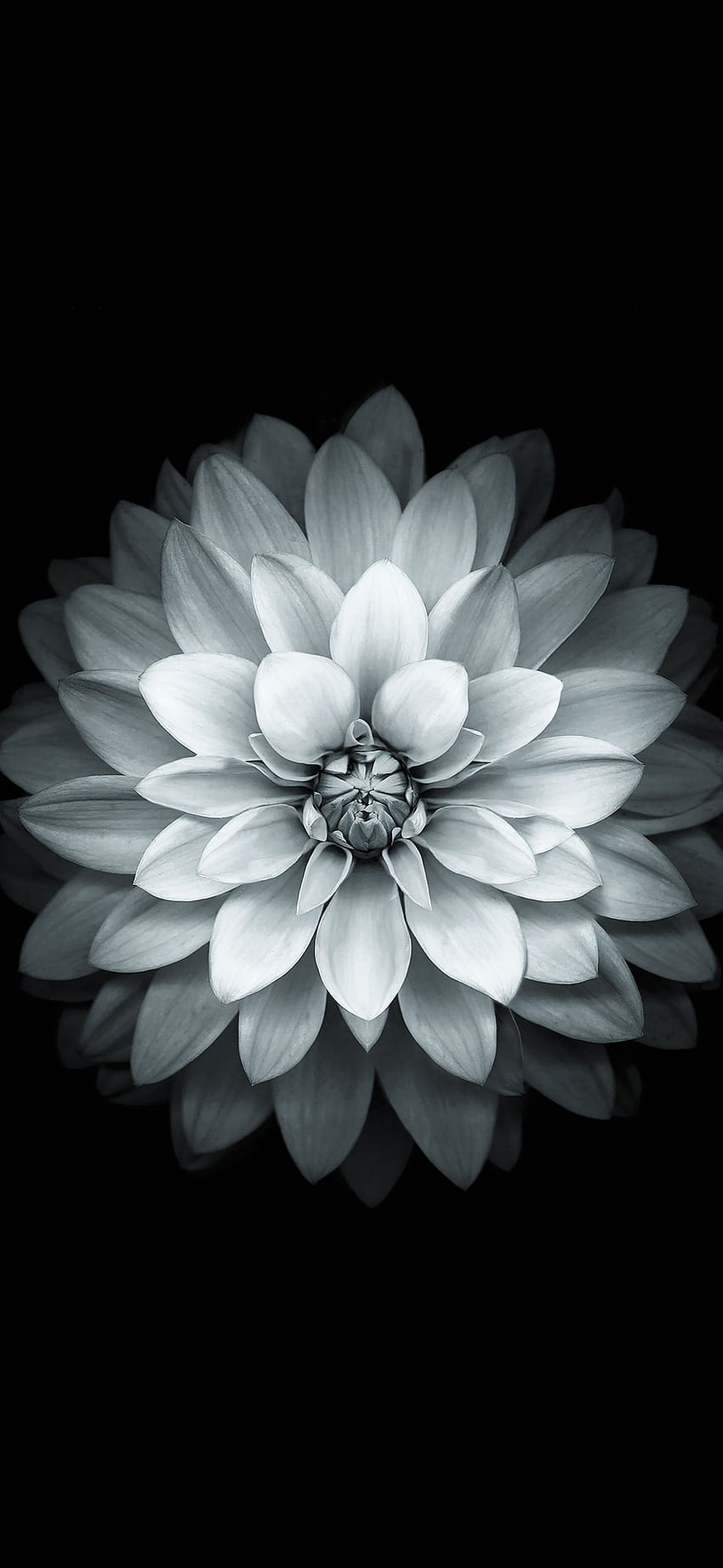 Apple White Lotus Iphone6 ​​Plus Ios8 꽃, 흑백 꽃 HD 전화 배경 화면