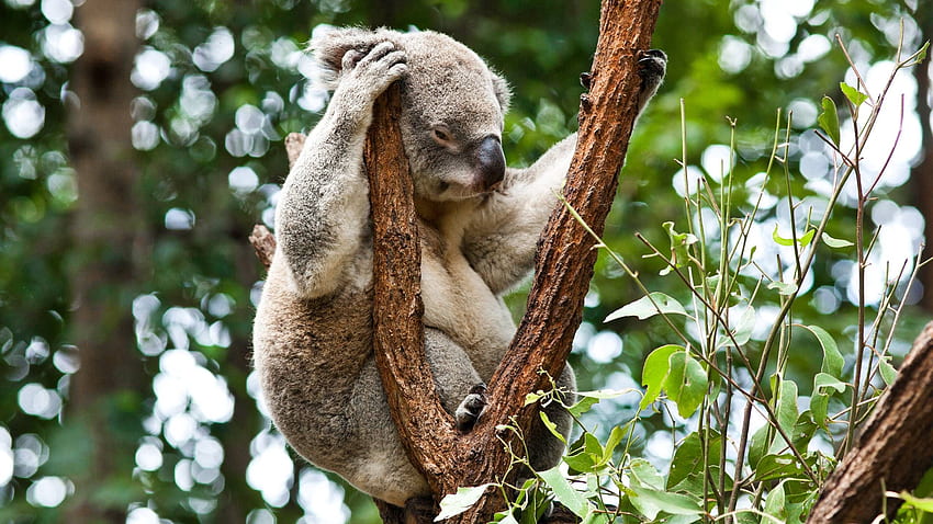 Zwierzęta, drzewa, relaks, odpoczynek, sen, sen, koala Tapeta HD
