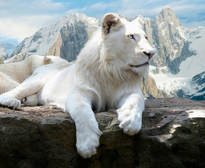 belle créature blanche, blanc, belles créatures, animaux, neige, belle créature, ciel, sauvage Fond d'écran HD