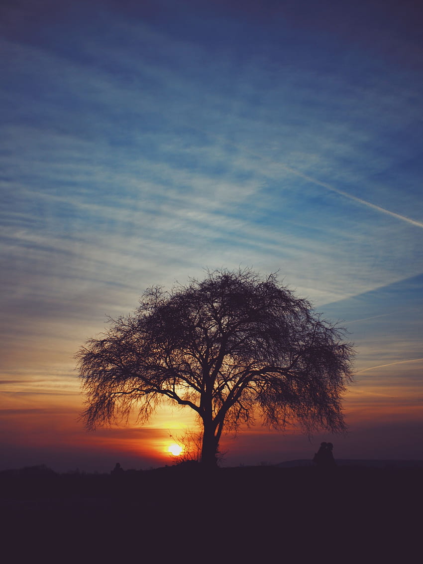Nature, Sunset, Sky, Horizon, Wood, Tree, Silhouettes, Idyll HD phone wallpaper
