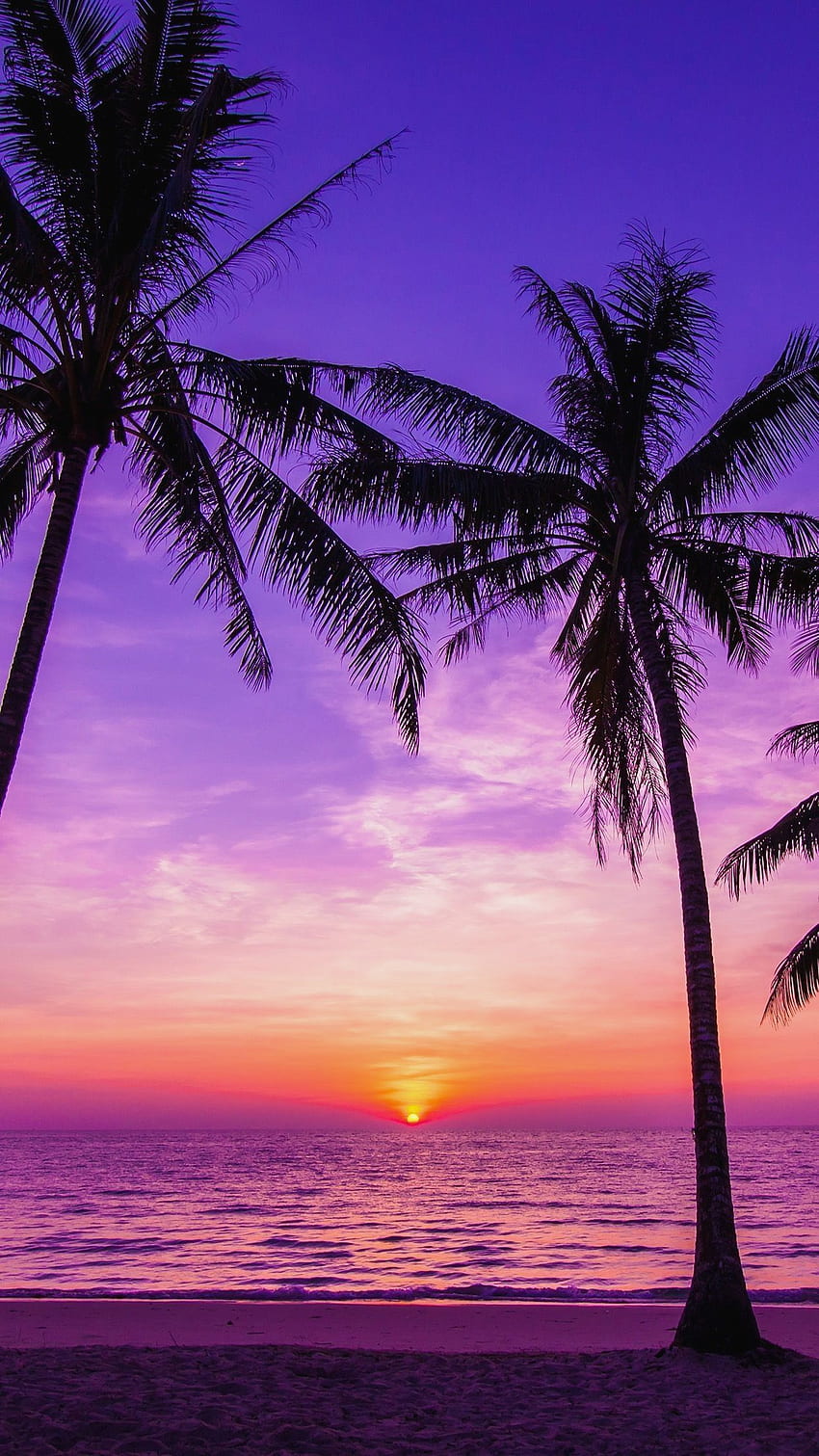 Palm Tree Sunset .dog, Purple Palm Tree HD phone wallpaper