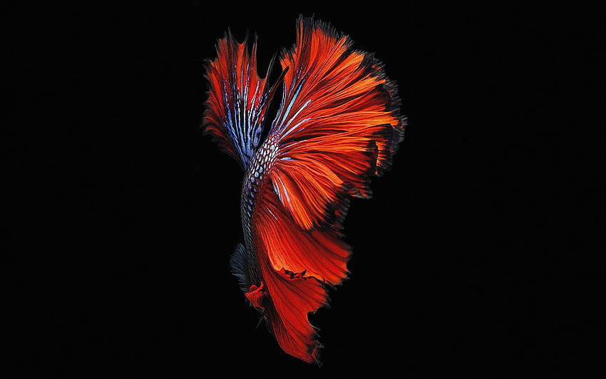 Apple Ios9 Fish Live Background Dark Red, Cool Dark Red HD wallpaper
