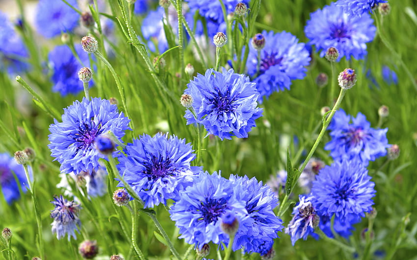 Kornblumen, Blau, Blumen, Natur HD-Hintergrundbild