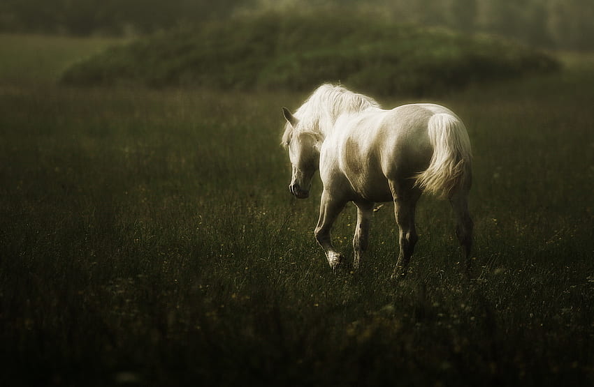 Z dala od stada, koń, biały, łagodny, miękki, zdystansowany, samotny Tapeta HD