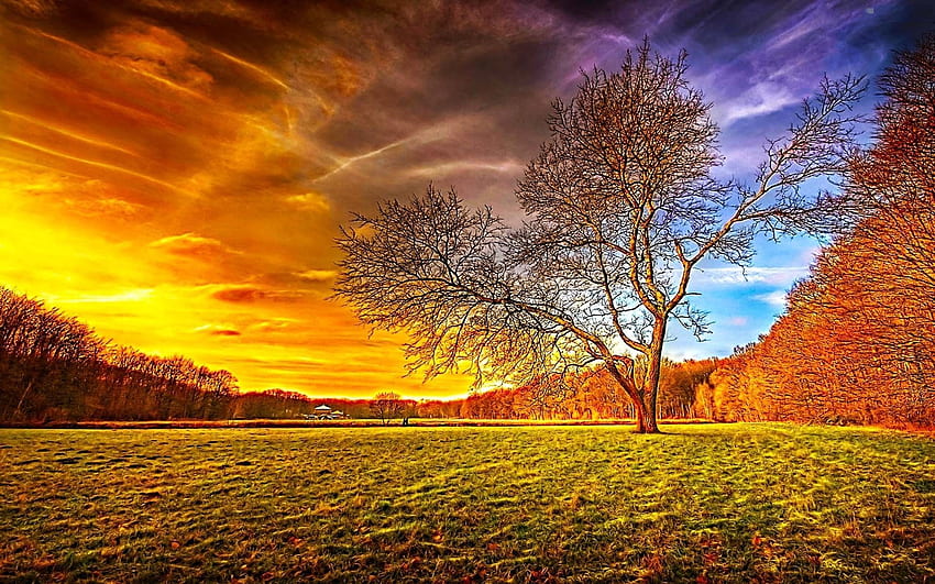 Zachody słońca: ogniste kolory Zachód słońca Chmury Kraj Niebo Drzewo Słońce Tapeta HD
