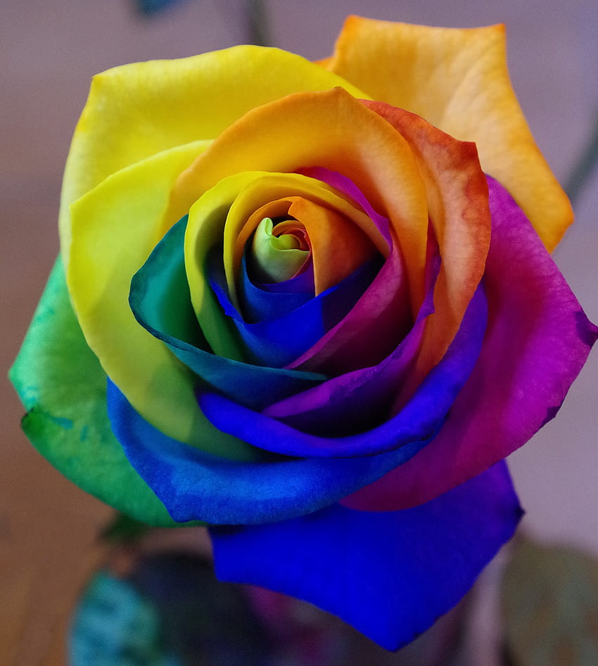 Iridescent, Flowers, Rainbow, Multicolored, Motley, Rose Flower, Rose, Bud HD phone wallpaper