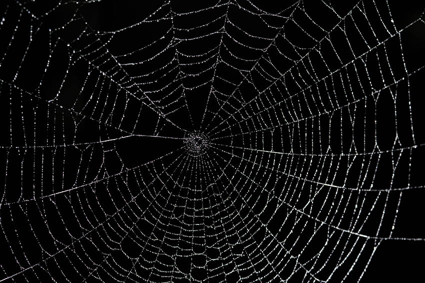 蜘蛛の巣の背景、黒い蜘蛛の巣 高画質の壁紙