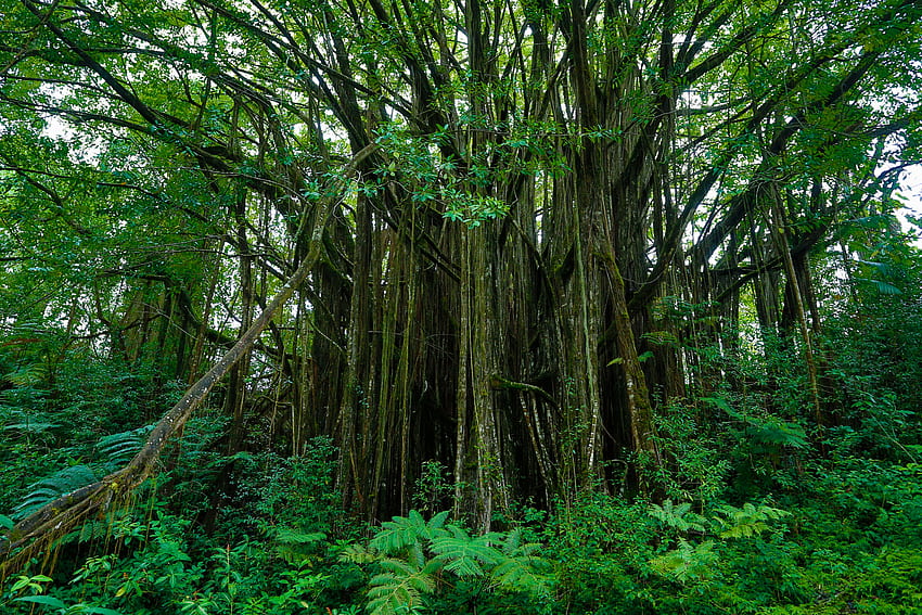 Natura, drzewa, Hawaje, ogród botaniczny, ogrody botaniczne Tapeta HD