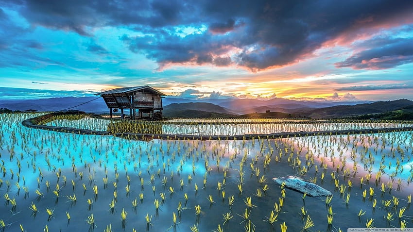 Asien-Reisplantage ❤ für Ultra, Asiaten HD-Hintergrundbild