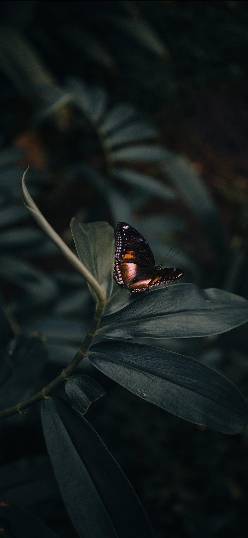 Ästhetischer einfacher Schmetterling, unbedeutender Schmetterling HD-Handy-Hintergrundbild