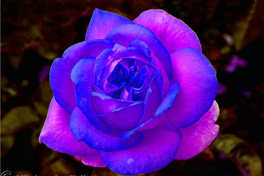 Przyjaźń jest jak dar róży, błękitu, róży, różu, czerni, kwiatu, piękna Tapeta HD