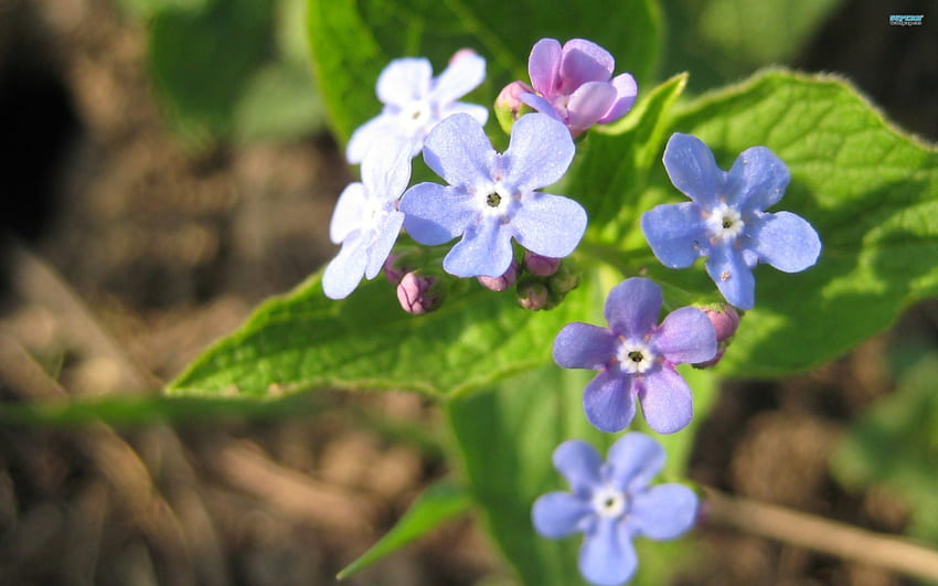 ~Precious Memories~, forget-me-not, soft, nature, flowers, spring HD wallpaper