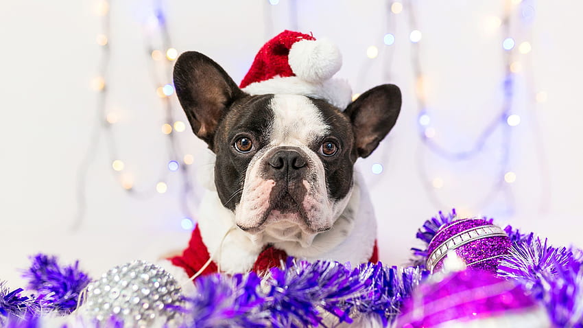 French Bulldog dog Christmas Winter hat Snout HD wallpaper