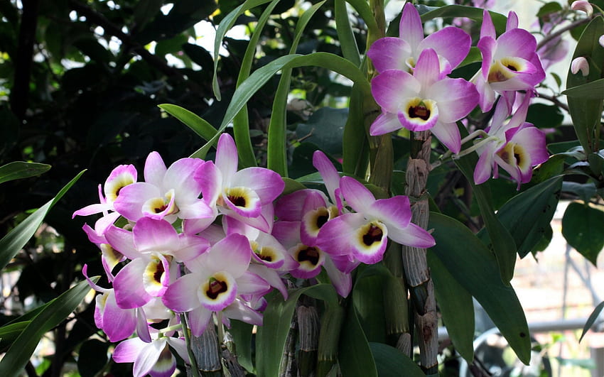 Orchids, White, Flowers, Pink, Bokeh HD wallpaper