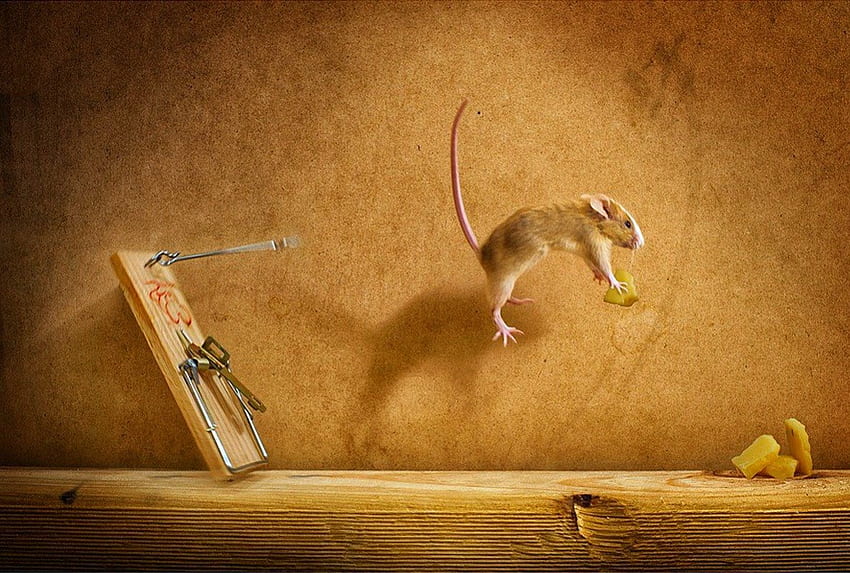 Mouse, floral, mice, vermin, cheese, cups, refreshments, leaves, pets, rodents, autumn HD wallpaper