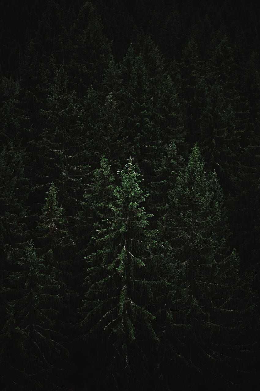Alam, Pohon, Gelap, Hutan, Cemara, Cemara wallpaper ponsel HD